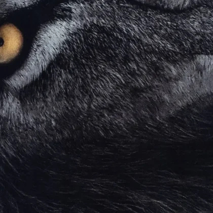 فرش کودک طرح شیر کد 25KN0000 سیاه