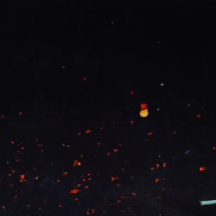 فرش آشپزخانه طرح 2544020090 تمام رنگ 700 شانه